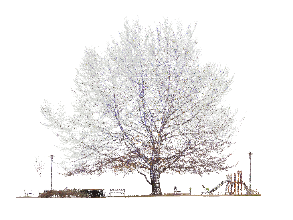 Rysunek przedstawia: przekrój skanowanego drzewa - park Przyjaźni Polsko-Wegierskiej